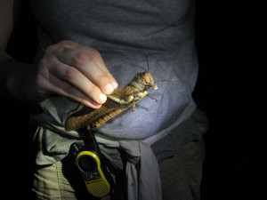 Laurel holds a big grasshopper Laurel holds a big grasshopper