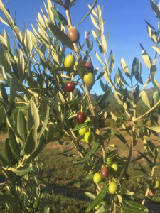 A close up of olives growing on a tree in Oregon.