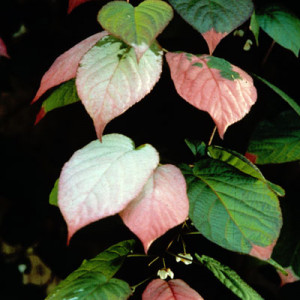 Arctic beauty kiwi foliage Arctic beauty kiwi foliage
