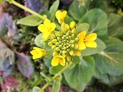 Canola flower