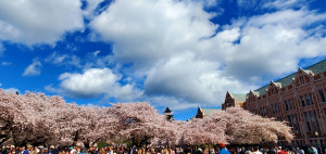 Cherry Blossoms at UW 2024