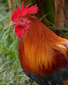 Image of a rooster
