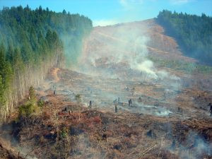Forest clearcut burning