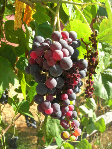 Canadice grape Canadice grape