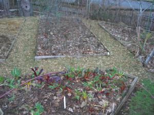 Wood chips in pathways