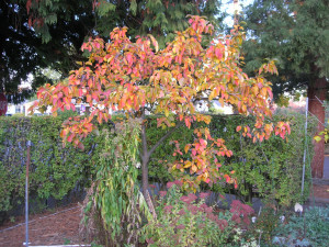 Leaves, almost ready to be harvested from the ground