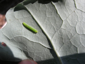 Cabbage moth larva on cabbage leaf