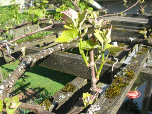 New growth on pruned grape vine