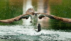 Osprey are some of the residents of the Portland Harbor Superfund Site