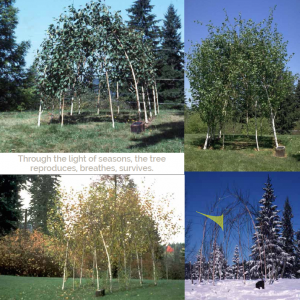 helen_lessick_trees.png helen_lessick_trees.png