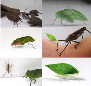 Six different species of katydids are being shown