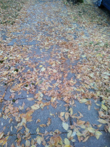 Fall Equinox leaves of orange, yellow, and gold scattered across the cracked concrete of a sidewalk