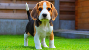 Photo courtesy of Louie The Beagle YouTube Channel, 01/2016
