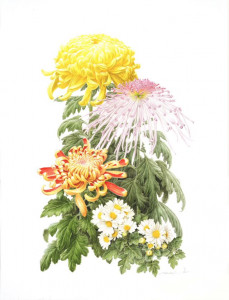 naomi_kizaki_chrysanthemum_x_molifolium_cvs_2014_watercolor_on_paper.jpg
