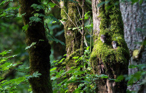 Northern pygmy owls in Forest Park
