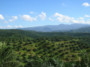 Oil Palm Plantation Oil Palm Plantation