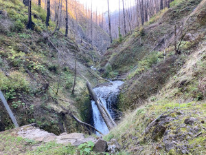 Oneonta Gorge after Eagle Creek Fire