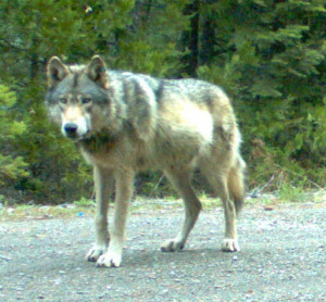 Journey the wolf--a.k.a OR-7--in 2014 (Creative Commons)