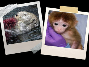 otter & monkey collage