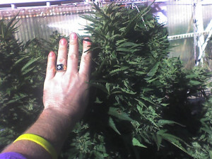 Southern Oregon sun-grown flower - hand for size comparison Southern Oregon sun-grown flower - hand for size comparison
