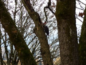 Pileated woodpecker in Sellwood Park big leaf maple