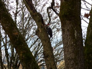 Pileated woodpecker in Sellwood Park big leaf maple Pileated woodpecker in Sellwood Park big leaf maple