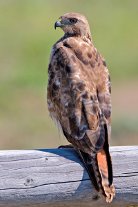 Hawks and Hot Chocolate red tailed hawk