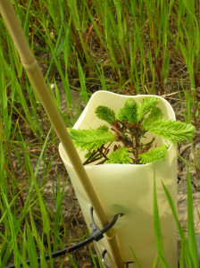 sapling about to be planted by Tarboo Creek