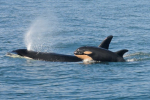 Southern Resident Orca mother Tehlaquah & dead calf Southern Resident Orca mother Tehlaquah & dead calf