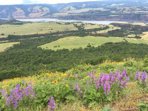 View of Columbia Gorge from Tom McCall Point