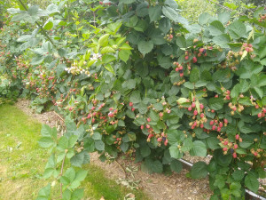thornless blackberry Triple crown