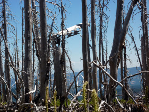 Vista Ridge burn 2012 (Mt. Hood) Vista Ridge burn 2012 (Mt. Hood)