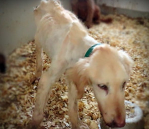 The dog that inspired Goldie's Act Emaciated golden retriever dog