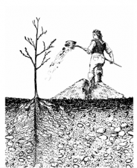 planting in native soil