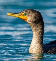 Double Crested Cormorant