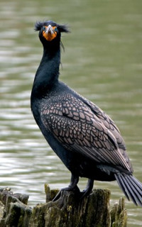 double crested cormorant