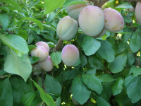 March is time to prune plums in Portland March is time to prune plums in Portland