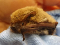 George, Bat World, Bulgaria