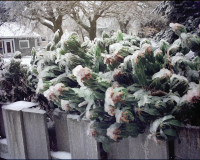 Ice in Portland Dec 13, 2022