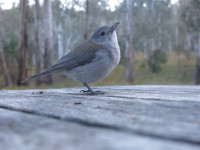 Refusing to make the obvious joke. Photo by Mike Fitzgerald Australian Bird
