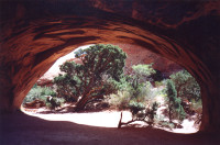 Pinyon through an arch, Arches National Park