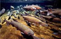 Salmon near Hanford, WA (Creative Commons) Salmon at Hanford