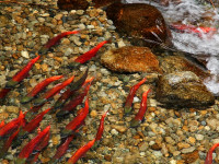 Salmon spawning Salmon spawning