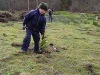 Tarboo Creek sapling planted by Scott Freeman's son