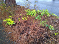 Volunteer potatoes in the late fall--but will they survive winter?
